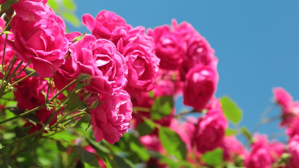 Få en blomstrende hage med vakre og elegante roser- Tips for valg, planting og vedlikehold av rosebusker