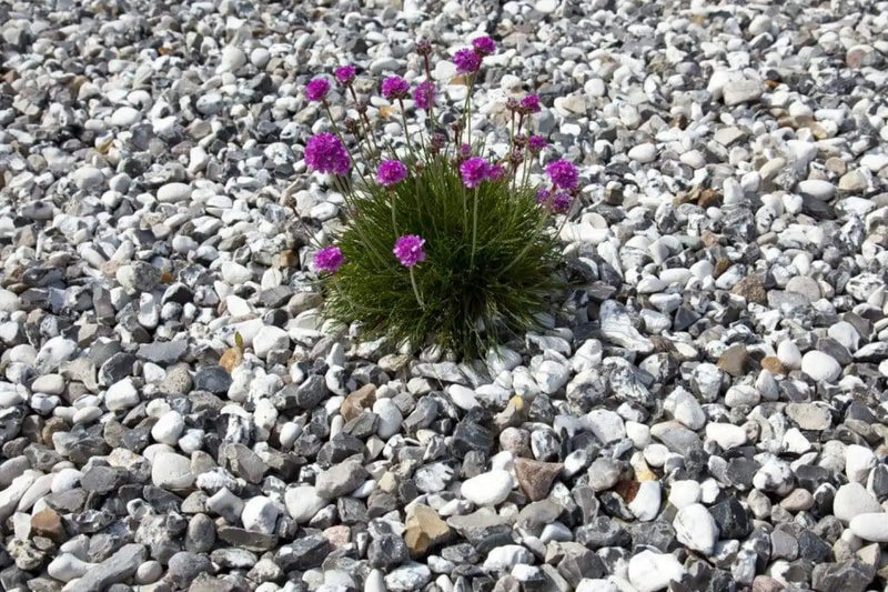 Dansk Sjøsingel 16/32 Svart og Hvitmix Storsekk 800kg - Elvestein - Benders