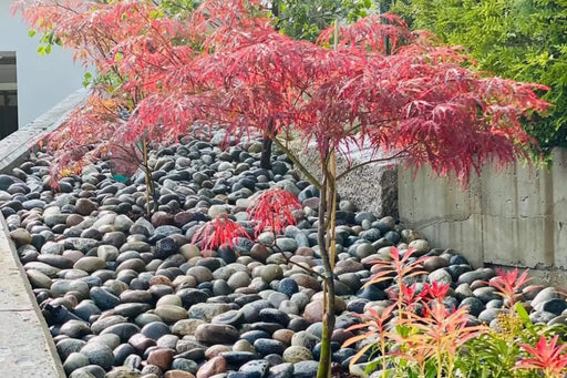 Elvestein 20/60 Vasket Kulestein Storsekk 1000kg - Miljøstein