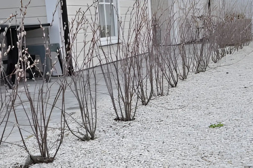 Lys Hagesingel 8-11 Mm. Storsekk 800kg - Dekorstein - Miljøstein